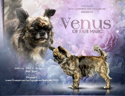 Étalon Chihuahua - CH. Vénus of fabi marc