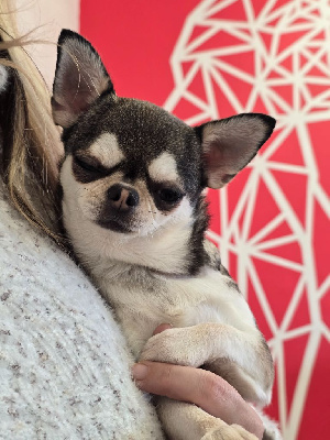 Étalon Chihuahua - takara-tamaris Tinker belle aka akela