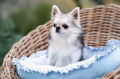 Étalon Chihuahua - Xavi tipich chihuahua