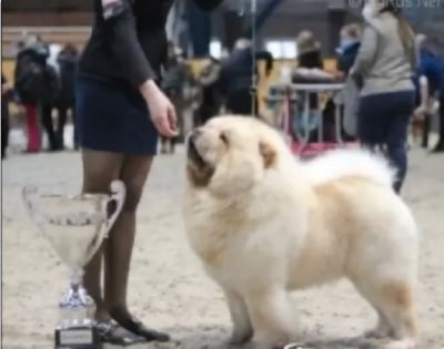 Uno'momento laster gold