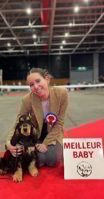 Étalon Cocker Spaniel Anglais - Another day in paradise of Never Say Goodbye