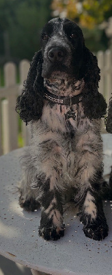 Étalon Cocker Spaniel Anglais - Shadow of Dineper