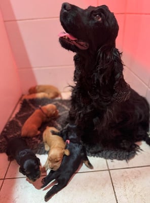 Étalon Cocker Spaniel Anglais - Sunset D'hell Sky dite shelby