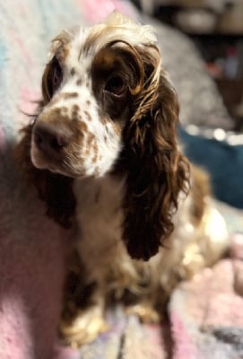 Étalon Cocker Spaniel Anglais - Valentino du bois de Morchène