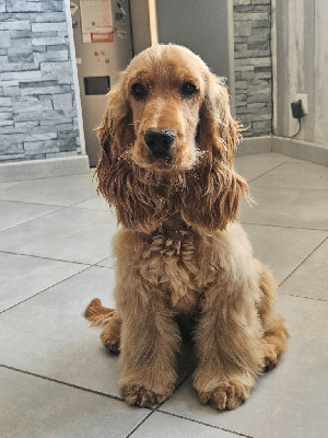 Étalon Cocker Spaniel Anglais - Sunset D'hell Apple pie