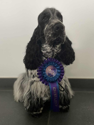 Étalon Cocker Spaniel Anglais - CH. Xclusivité Du Pré Aux Etocs
