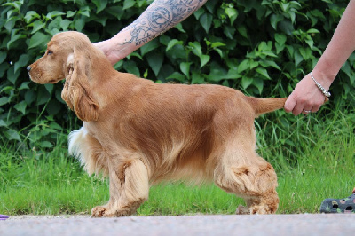 Étalon Cocker Spaniel Anglais - Dream Of Best In Show Uptown funk