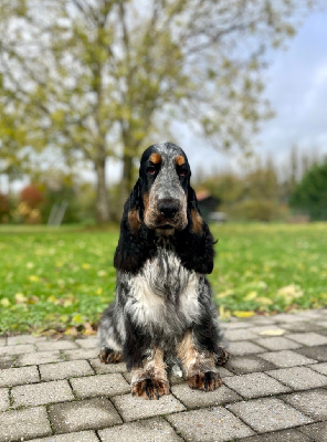 Étalon Cocker Spaniel Anglais - Like A Part Of Me Arley quinn