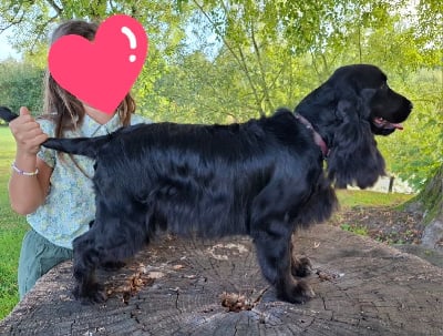 Étalon Cocker Spaniel Anglais - Ukki Du pré moussey