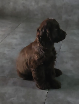 Étalon Cocker Spaniel Anglais - Vauban De L'Etoile Fortifiée