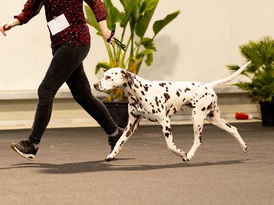 Étalon Dalmatien - Tajumulco trésor Des Quatre Korrigans