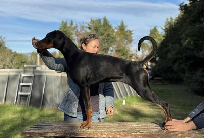 Étalon Dobermann - Ayahuasca Des Brumes De Kalhan