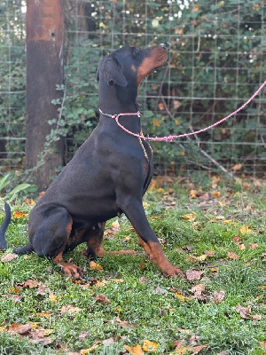 Étalon Dobermann - Vérone De Courteval