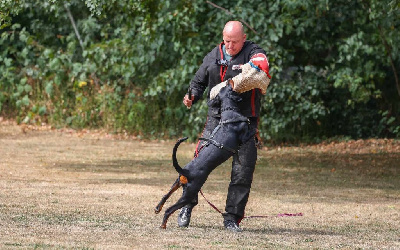 Étalon Dobermann - CH. R'otyk rammstein Des Brumes De Kalhan