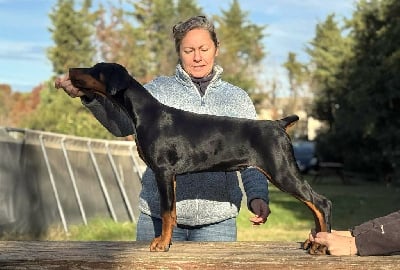 Étalon Dobermann - Ad vitam aeternam Des Brumes De Kalhan