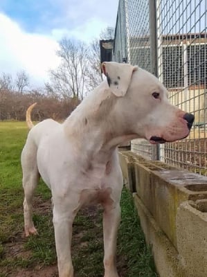 Étalon Dogo Argentino - Zorro de la cocha