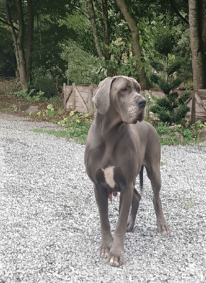 Étalon Dogue allemand - Tsarine Des Géants Du Paradis D'hava