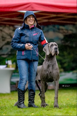 Étalon Dogue allemand - Venezia de la Benjamine