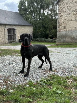 Étalon Dogue allemand - Uzume De Batthory