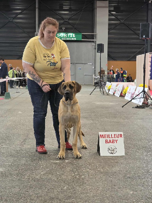 Étalon Dogue allemand - Arthas Du Dragon De La Plume Dorée