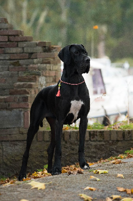 Étalon Dogue allemand - CH. Tess de L'Ether de Pandora