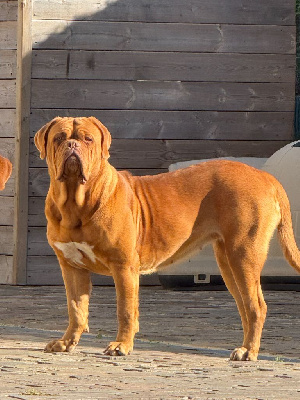 Étalon Dogue de Bordeaux - Foster Dogue V'rone