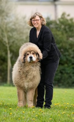 Étalon Dogue du Tibet - The best is tic tingpa du domaine de Toundra