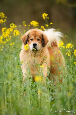 Étalon Dogue du Tibet - Une star nommée shokai du domaine de Toundra