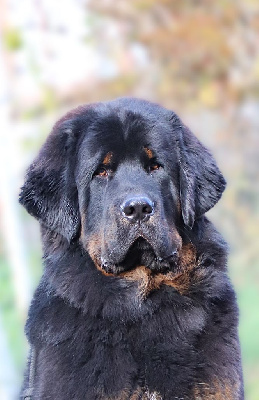 Étalon Dogue du Tibet - Van helsing fortunately tibet