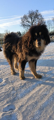 Étalon Dogue du Tibet - Ultime du domaine de Toundra