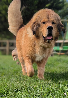 Étalon Dogue du Tibet - Ulk du domaine de Toundra