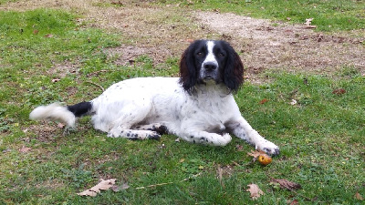 Étalon English Springer Spaniel - Amidala De Beauchezal