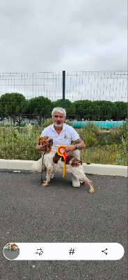 Étalon Epagneul Breton - CH. Tania Des Vallees Du Roussillon