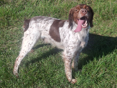 Étalon Epagneul Breton - Tacos Du Hameau De L'hirondelle