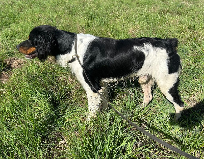 Étalon Epagneul Breton - Vicomte des hautes pousterles
