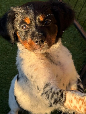 Étalon Epagneul Breton - Arwen Du Vallon D'Iron