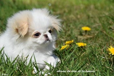 Étalon Epagneul Japonais - Obiwan-simsalachin du Dieu de la Lumiere