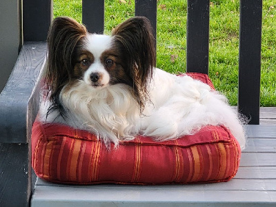 Étalon Epagneul nain Continental (Papillon) - Toscane of cristy'dogs