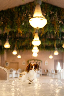 Étalon Epagneul nain Continental (Papillon) - Opal Aussie Thai