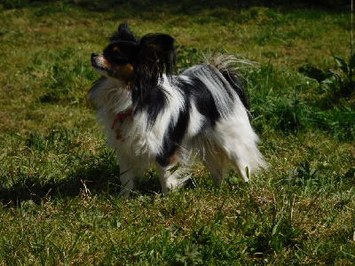 Étalon Epagneul nain Continental (Papillon) - Vayah-nah Du Domaine De La Canurie