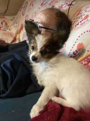 Étalon Epagneul nain Continental (Papillon) - CH. Aydie De stang veil