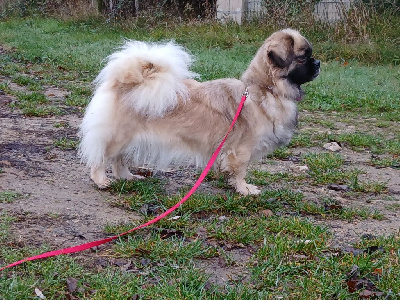 Étalon Epagneul tibetain - Tweeny de la légende des elfes