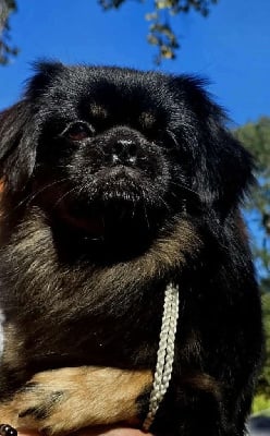 Étalon Epagneul tibetain - X black pepper du Fond Touyen