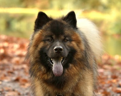 Étalon Eurasier - Utah iksky Les Trésors D'Humaka
