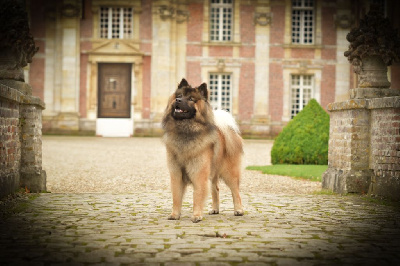 Étalon Eurasier - Unaï iksky Les Trésors D'Humaka