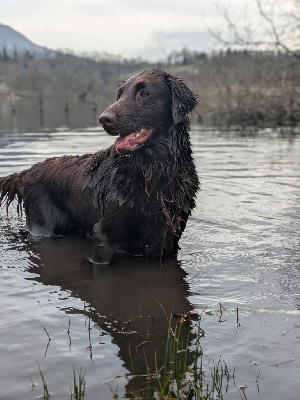 Étalon Flat Coated Retriever - Sweet girl sita (Sans Affixe)