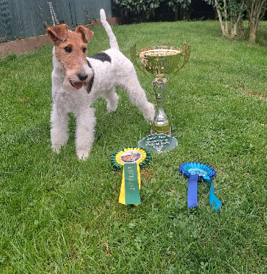 Étalon Fox Terrier Poil Dur - CH. Volga two D'hondrecoutre