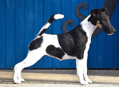 Étalon Fox Terrier Poil lisse - Apple pie Fubelfox