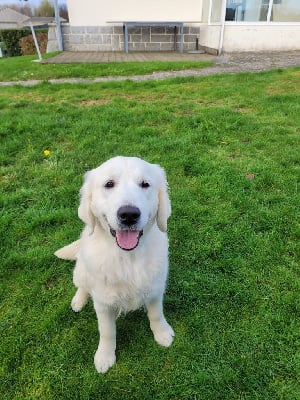 Étalon Golden Retriever - Adja bella de Bihan ki breizh