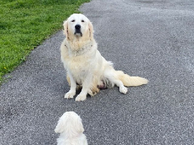 Étalon Golden Retriever - Pin-up d'Edennefamily